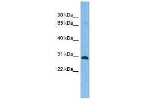 WB Suggested Anti-Hhex Antibody Titration: 0.