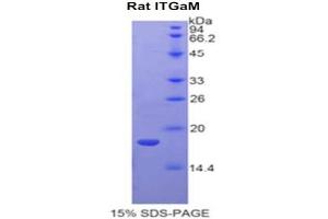 SDS-PAGE analysis of Rat Integrin alpha M (ITGAM) Protein. (CD11b Protein)