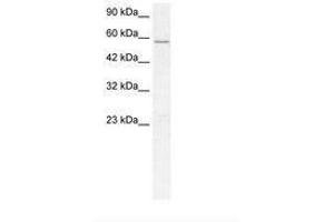 Image no. 1 for anti-GABA A Receptor delta (GABRD) (N-Term) antibody (ABIN202557) (GABRD Antikörper  (N-Term))