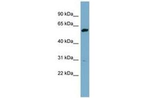 Image no. 1 for anti-24-Dehydrocholesterol Reductase (DHCR24) (AA 431-480) antibody (ABIN6741964) (Seladin 1 Antikörper  (AA 431-480))