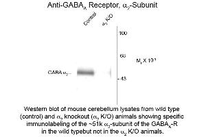 Western Blot of Anti-GABA(A) Receptor alpha 2 (Rabbit) Antibody - 600-401-D45 Western Blot of Anti-GABA(A) Receptor alpha 2 (Rabbit) Antibody. (GABRA2 Antikörper  (Cytoplasmic Loop))