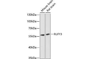 Western blot analysis of extracts of various cell lines, using RUFY3 antibody  at 1:3000 dilution. (RUFY3 Antikörper  (AA 1-65))