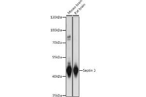Western blot analysis of extracts of various cell lines, using Septin 3 antibody (ABIN7270204) at 1:1000 dilution. (Septin 3 Antikörper  (AA 179-358))