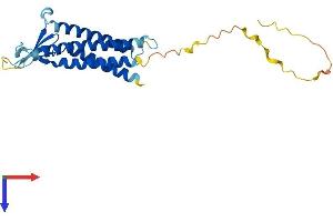 CLDN14 Protein (AA 1-239) (His tag)