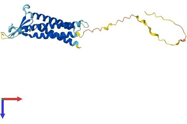 CLDN14 Protein (AA 1-239) (His tag)