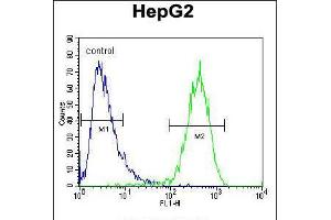 Flow cytometric analysis of HepG2 cells (right histogram) compared to a negative control cell (left histogram). (ABCC10 Antikörper  (AA 767-793))