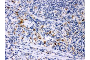 Anti- MCSF Picoband antibody, IHC(P) IHC(P): Rat Spleen Tissue