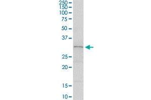 SLA2 MaxPab rabbit polyclonal antibody. (SLAP2 Antikörper  (AA 1-261))