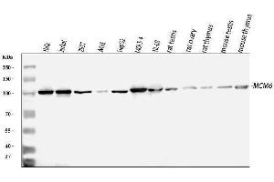 Western blot analysis of MCM6 using anti-MCM6 antibody (ABIN7600035). (MCM6 Antikörper  (AA 14-821))
