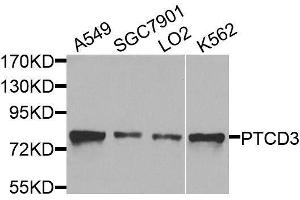 Western blot analysis of extracts of various cell lines, using PTCD3 antibody. (PTCD3 Antikörper  (AA 450-689))
