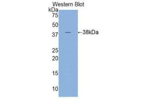Western Blotting (WB) image for anti-Cardiac Troponin T (cTnT) (AA 1-295) antibody (ABIN1860821) (Cardiac Troponin T2 Antikörper  (AA 1-295))