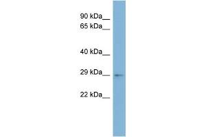 WB Suggested Anti-ARV1 Antibody Titration:  0. (ARV1 Antikörper  (Middle Region))