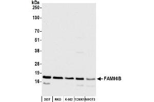 anti-Family with Sequence Similarity 96, Member B (FAM96B) (AA 1-50) antibody