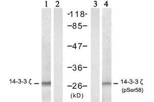 Western blot analysis of extract from NIH/3T3 cells, untreated or treated with TNF-α (20ng/ml, 5 min), using 14-3-3 ζ (Ab-58) antibody (E021188, lane 1 and 2) and 14-3-3 ζ (phospho-Ser58) antibody (E011181, lane 3 and 4). (14-3-3 zeta Antikörper)