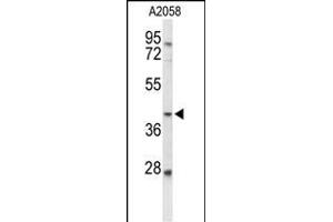 Western Blotting (WB) image for anti-Fucosyltransferase 3 (Galactoside 3(4)-L-Fucosyltransferase, Lewis Blood Group) (FUT3) (AA 288-315), (C-Term) antibody (ABIN653359)