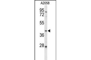 Western blot analysis of FUT3 Antibody (C-term) (ABIN653359 and ABIN2842835) in  cell line lysates (35 μg/lane).