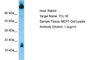 Host: RabbitTarget Name: TCL1BAntibody Dilution: 1. (TCL1B Antikörper  (N-Term))
