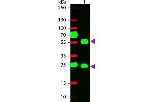 WBM - Mouse IgG (H&L) Antibody 549 Conjugated Pre-Adsorbed Western Blot of 549 conjugated Goat anti-Mouse IgG Pre-adsorbed secondary antibody. (Ziege anti-Maus IgG Antikörper (DyLight 549) - Preadsorbed)
