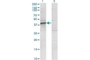 RRAGB antibody  (AA 1-346)