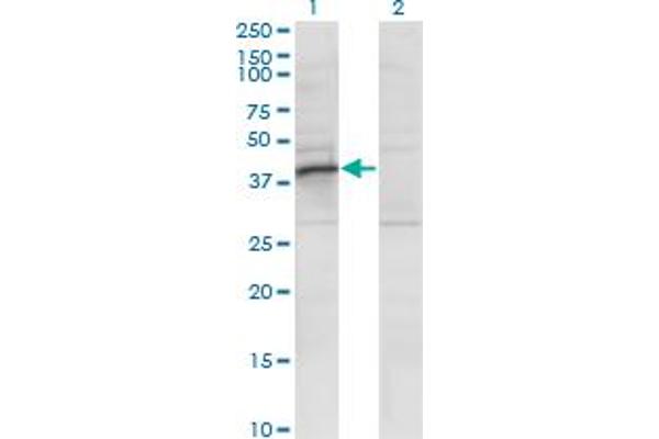RRAGB antibody  (AA 1-346)