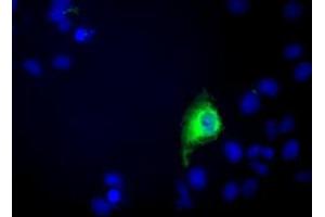 Immunofluorescence (IF) image for anti-Chromosome 9 Open Reading Frame 41 (C9orf41) antibody (ABIN1497060) (C9orf41 Antikörper)