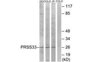Western blot analysis of extracts from COLO/293/Jurkat cells, using PRSS33 Antibody.