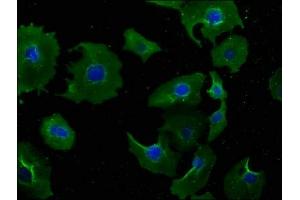 Immunofluorescence staining of A549 cells with ABIN7165582 at 1:100, counter-stained with DAPI. (NSMAF Antikörper  (AA 1-233))