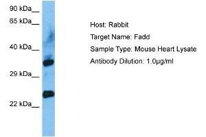 Host: Mouse Target Name: FADD Sample Tissue: Mouse Heart Antibody Dilution: 1ug/ml
