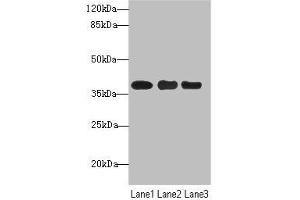 Western blot All lanes: UBE2Z antibody at 1.