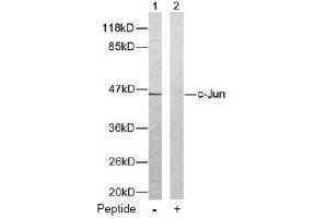 Image no. 2 for anti-Jun Proto-Oncogene (JUN) (Thr93) antibody (ABIN197130) (C-JUN Antikörper  (Thr93))