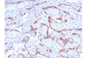Formalin-fixed, paraffin-embedded human Placenta stained with PAPP-A Mouse Monoclonal Antibody (PAPPA/2718). (PAPPA Antikörper  (AA 351-523))