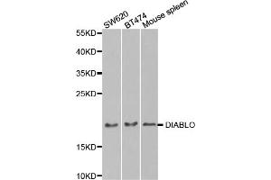 Western blot analysis of extracts of various cell lines, using DIABLO antibody (ABIN5971389) at 1/1000 dilution. (DIABLO Antikörper)