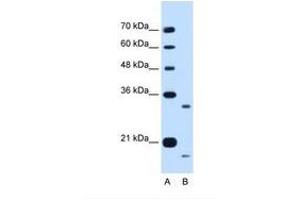 Image no. 1 for anti-Cell Cycle Progression 1 (CCPG1) (AA 301-350) antibody (ABIN6738251) (CCPG1 Antikörper  (AA 301-350))