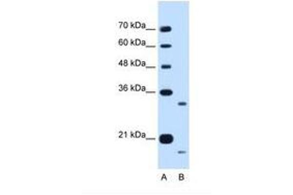 CCPG1 Antikörper  (AA 301-350)
