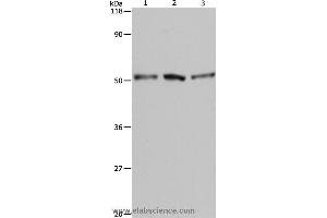 Western blot analysis of A549, Hela and 293T cell, using BAG5 Polyclonal Antibody at dilution of 1:500 (BAG5 Antikörper)