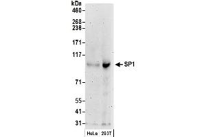 Western Blotting (WB) image for anti-Sp1 Transcription Factor (SP1) (AA 700-740) antibody (ABIN7454591)
