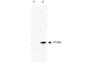 Image no. 1 for anti-Red Fluorescent Protein (RFP) antibody (FITC) (ABIN401227) (RFP Antikörper  (FITC))