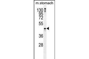 TRIM69 Antibody (N-term) (ABIN656042 and ABIN2845412) western blot analysis in mouse stomach tissue lysates (35 μg/lane).