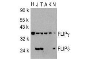 Western blot analysis of FLIP in total cell lysates from HeLa (H), Jurkat (J), THP-1 (T), A431 (A), K562 (K) and NIH3T3 (N) cells with AP30343PU-N FLIP antibody at 1/1000 dilution.