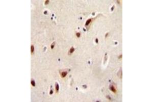 Immunohistochemistry analysis in formalin fixed and paraffin embedded human brain tissue reacted with IQCJ Antibody (C-term) followed by peroxidase conjugation of the secondary antibody and DAB staining. (IQCJ Antikörper  (C-Term))
