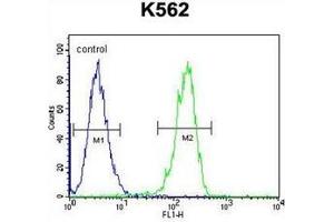 Flow Cytometric analysis of K562 cells using CPSF7 Antibody (C-term) Cat.