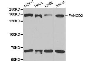 Western blot analysis of extracts of various cell lines, using FANCD2 antibody. (FANCD2 Antikörper)