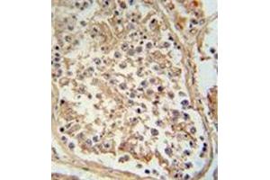 Immunohistochemistry analysis in formalin fixed and paraffin embedded human testis tissue reacted with GTPBP2 antibody (C-term) followed by peroxidase conjugation of the secondary antibody and DAB staining. (GTPBP2 Antikörper  (C-Term))