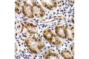 Immunohistochemistry of paraffin-embedded human normal stomach using MT2A antibody at dilution of 1:200 (400x lens). (MT2A Antikörper)