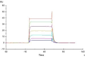 Human B7-H6, hFc Tag captured on CM5 Chip via Protein A can bind Human NKp30, His Tag with an affinity constant of 0.