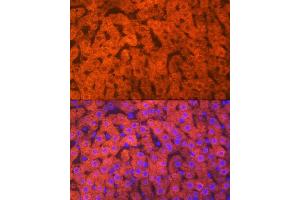 Immunofluorescence analysis of rat liver using Hemopexin (HPX) (HPX) Rabbit mAb (ABIN7267611) at dilution of 1:100 (40x lens). (Hemopexin Antikörper)