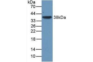 Figure. (TGFB3 Antikörper  (AA 24-300))