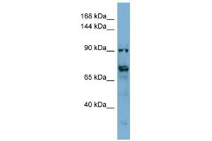 TMEM146 antibody used at 1 ug/ml to detect target protein.
