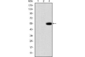 Western blot analysis using MMP9 mAb against HEK293 (1), MMP7-hIgGFc transfected HEK293 (2) cell lysate and MMP9-hIgGFc transfected HEK293 (3) cell lysate.