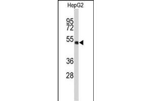 Western blot analysis of WDR37 Antibody (C-term) (ABIN653198 and ABIN2842745) in HepG2 cell line lysates (35 μg/lane).